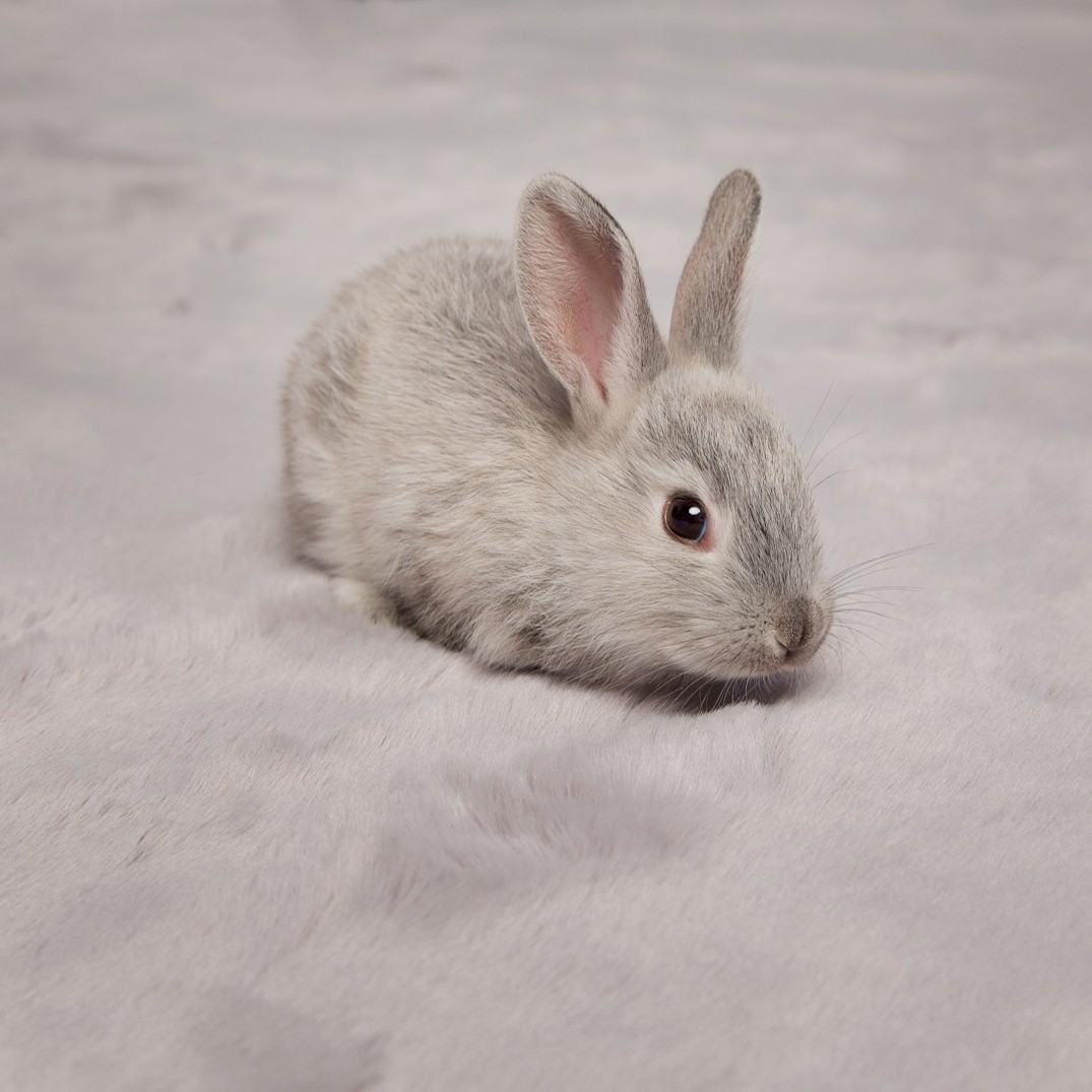 Ковер Rabbit серый 180 x 280 купить в Москве — цена от производителя 41 ...