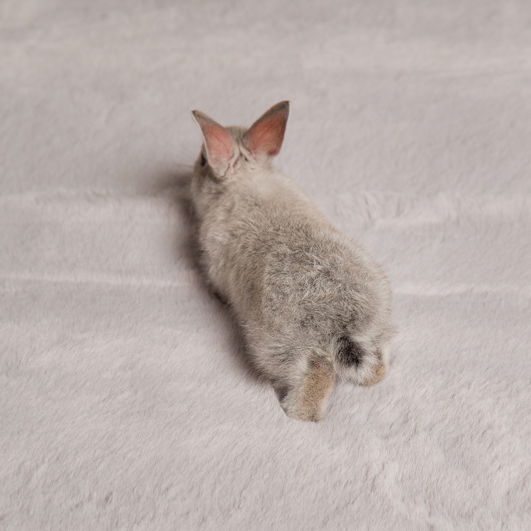 Ковер Rabbit серый 180 x 280 купить в Москве — цена от производителя 41 ...